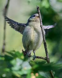 Attēlu rezultāti vaicājumam “Cyanistes caeruleus juvenile”