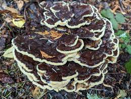 Attēlu rezultāti vaicājumam “Phaeolus schweinitzii”