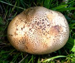 Attēlu rezultāti vaicājumam “Scleroderma citrinum”