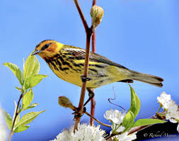 Image result for Dendroica tigrina