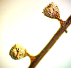 Attēlu rezultāti vaicājumam “Craterium aureonucleatum young”