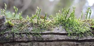 Attēlu rezultāti vaicājumam “Orthotrichum lyellii”