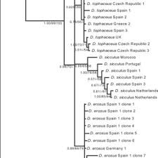 Attēlu rezultāti vaicājumam “Didymodon tophaceus sporophyte”