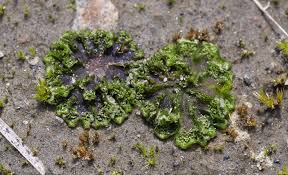 Attēlu rezultāti vaicājumam “Blasia pusilla sporophyte”