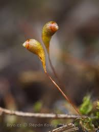 Attēlu rezultāti vaicājumam “Eurhynchiastrum pulchellum macro”