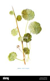 Attēlu rezultāti vaicājumam “Hydrocotyle vulgaris bud”