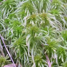 Attēlu rezultāti vaicājumam “Sphagnum palustre sporophyte”