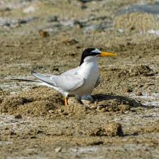 Attēlu rezultāti vaicājumam “Sternula albifrons”