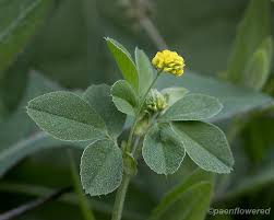 Attēlu rezultāti vaicājumam “Medicago lupulina”