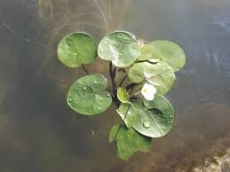 Attēlu rezultāti vaicājumam “Hydrocharis morsus-ranae flower”
