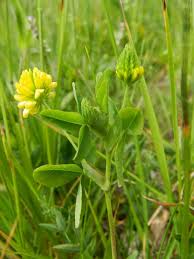 Attēlu rezultāti vaicājumam “Trifolium aureum flower”