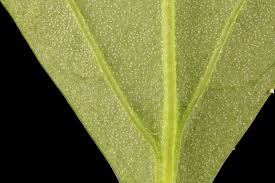 Attēlu rezultāti vaicājumam “Atriplex patula leaf”