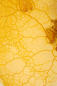 Attēlu rezultāti vaicājumam “Physarum notabile macro”