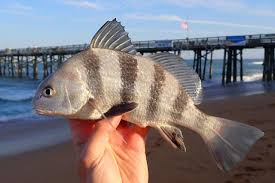 Image result for Pogonias cromis