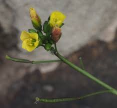 Attēlu rezultāti vaicājumam “Diplotaxis tenuifolia bud”