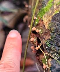 Attēlu rezultāti vaicājumam “Siphoptychium violaceum young”