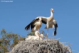 Attēlu rezultāti vaicājumam “Ciconia ciconia”