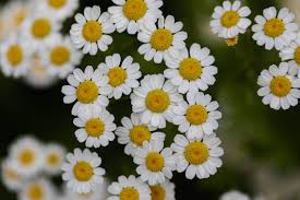 Image result for Tanacetum parthenium