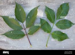 Attēlu rezultāti vaicājumam “Sambucus racemosa leaf”