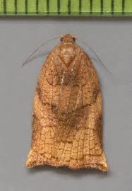 Attēlu rezultāti vaicājumam “Archips podana female”