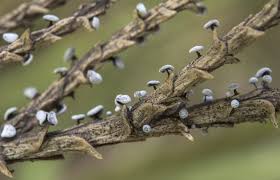 Attēlu rezultāti vaicājumam “Didymium clavus”