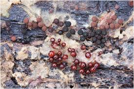 Attēlu rezultāti vaicājumam “Enerthenema papillatum”