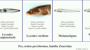 Image result for Zoarces americanus