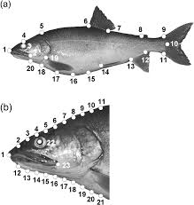 Image result for Salvelinus namaycush