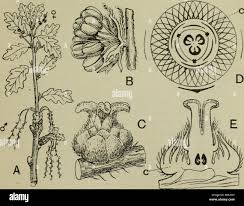 Attēlu rezultāti vaicājumam “Quercus robur female flower”