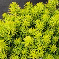 Image result for Sedum acre