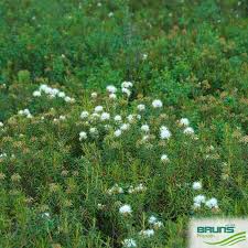 Attēlu rezultāti vaicājumam “Ledum palustre”