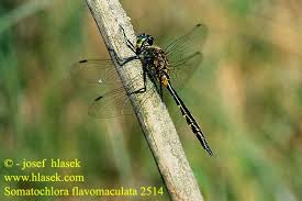 Attēlu rezultāti vaicājumam “Somatochlora flavomaculata”