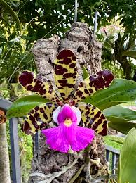 Attēlu rezultāti vaicājumam “Ombrophila violacea spores”