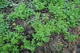 Attēlu rezultāti vaicājumam “Cardamine amara flower”