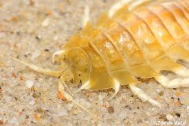 Attēlu rezultāti vaicājumam “Saduria entomon”