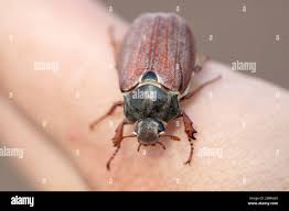 Attēlu rezultāti vaicājumam “Melolontha hippocastani imago”