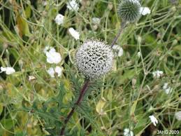 Image result for Echinops spaerocephalus