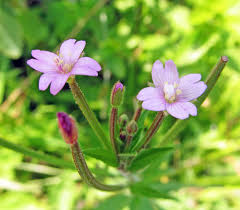 Attēlu rezultāti vaicājumam “Epilobium palustre fruit”