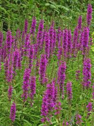 Image result for Blutweiderich