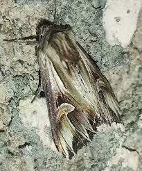 Attēlu rezultāti vaicājumam “Actinotia polyodon”