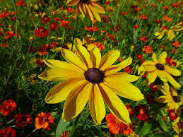Attēlu rezultāti vaicājumam “Rudbeckia hirta var. pulcherrima”