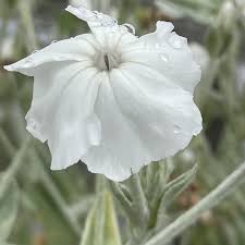 Image result for Lychnis coronaria alba