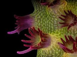 Attēlu rezultāti vaicājumam “Comatricha nigra macro”