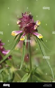 Attēlu rezultāti vaicājumam “Melampyrum cristatum leaf”