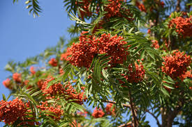 Attēlu rezultāti vaicājumam “Sorbus aria”