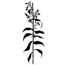 Image result for Solidago virgaurea