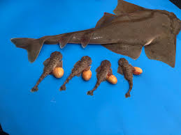 Image result for Squatina dumeril