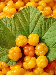 Attēlu rezultāti vaicājumam “Rubus chamaemorus fruit”