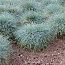 Attēlu rezultāti vaicājumam “Festuca ovina fruit”