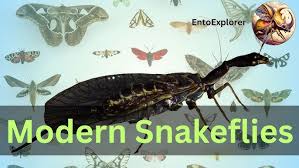 Attēlu rezultāti vaicājumam “Raphidioptera”